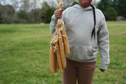 Sowaniu Spears, 11, holds a bundle of Narragansett white flint corn at his grandparents' farm in Hopkinton, R.I., April 21, 2026.
