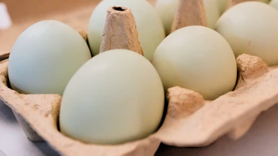 A carton of eggs is pictured in Farmers Branch, Texas, Oct. 21, 2025.