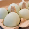 A carton of eggs is pictured in Farmers Branch, Texas, Oct. 21, 2025.