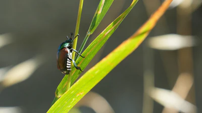A Japanese beetle sits on a leaf in Pont-Saint-Martin, Italy, July 9, 2026.