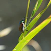 A Japanese beetle sits on a leaf in Pont-Saint-Martin, Italy, July 9, 2026.