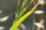 A Japanese beetle sits on a leaf in Pont-Saint-Martin, Italy, July 9, 2026.