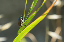 A Japanese beetle sits on a leaf in Pont-Saint-Martin, Italy, July 9, 2026.