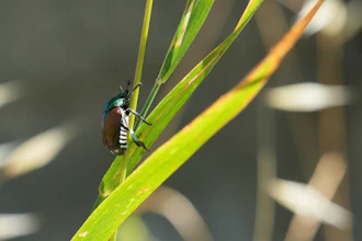 A Japanese beetle sits on a leaf in Pont-Saint-Martin, Italy, July 9, 2026.