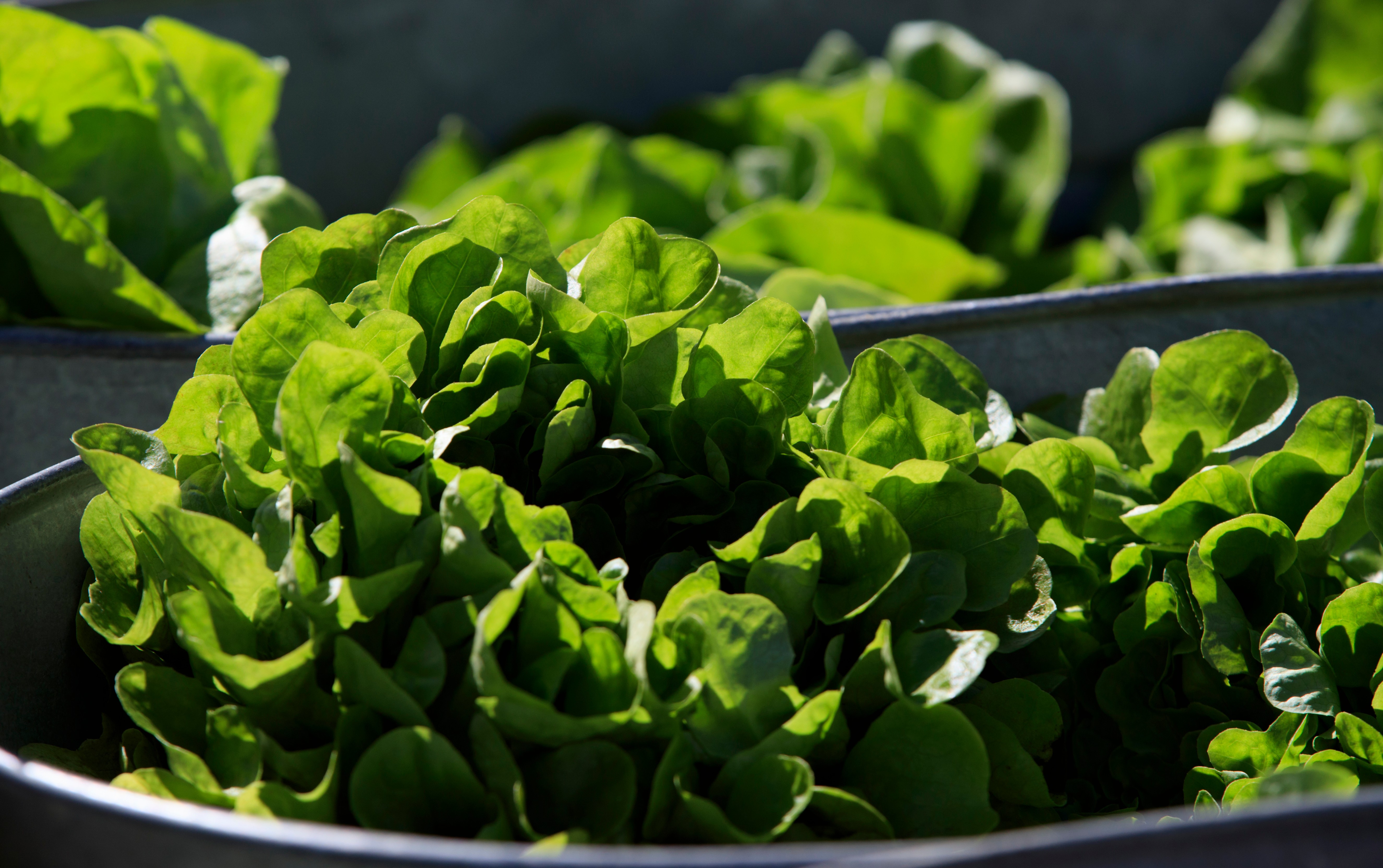 Organic lettuce is displayed in Falls Church, Va., March 11, 2017.