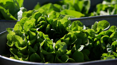 Organic lettuce is displayed in Falls Church, Va., March 11, 2017.