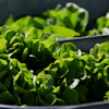 Organic lettuce is displayed in Falls Church, Va., March 11, 2017.
