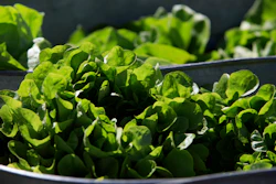 Organic lettuce is displayed in Falls Church, Va., March 11, 2017.