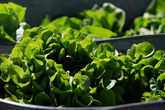 Organic lettuce is displayed in Falls Church, Va., March 11, 2017.