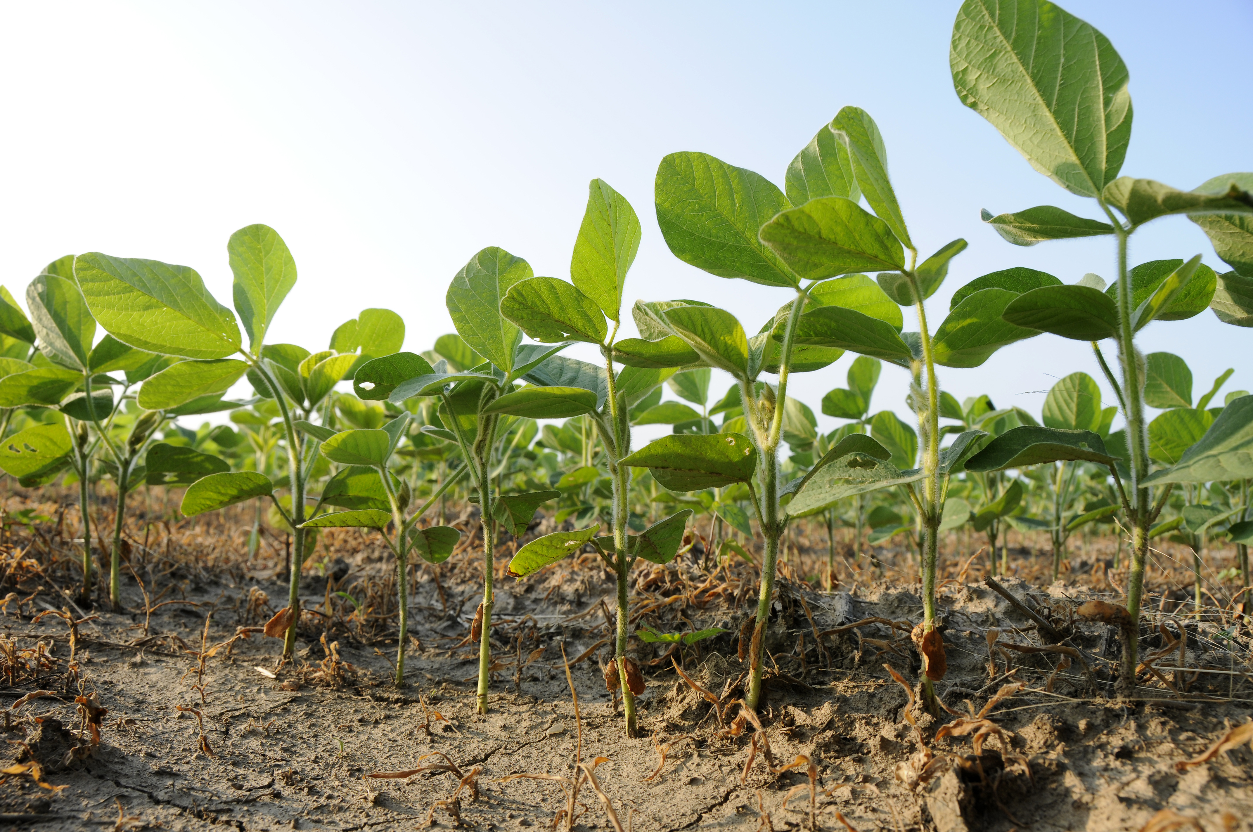 Soybeans in a Missouri farm field.