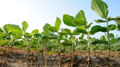 Soybeans in a Missouri farm field.