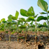 Soybeans in a Missouri farm field.
