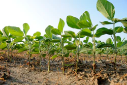 Soybeans in a Missouri farm field.