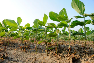 Soybeans in a Missouri farm field.