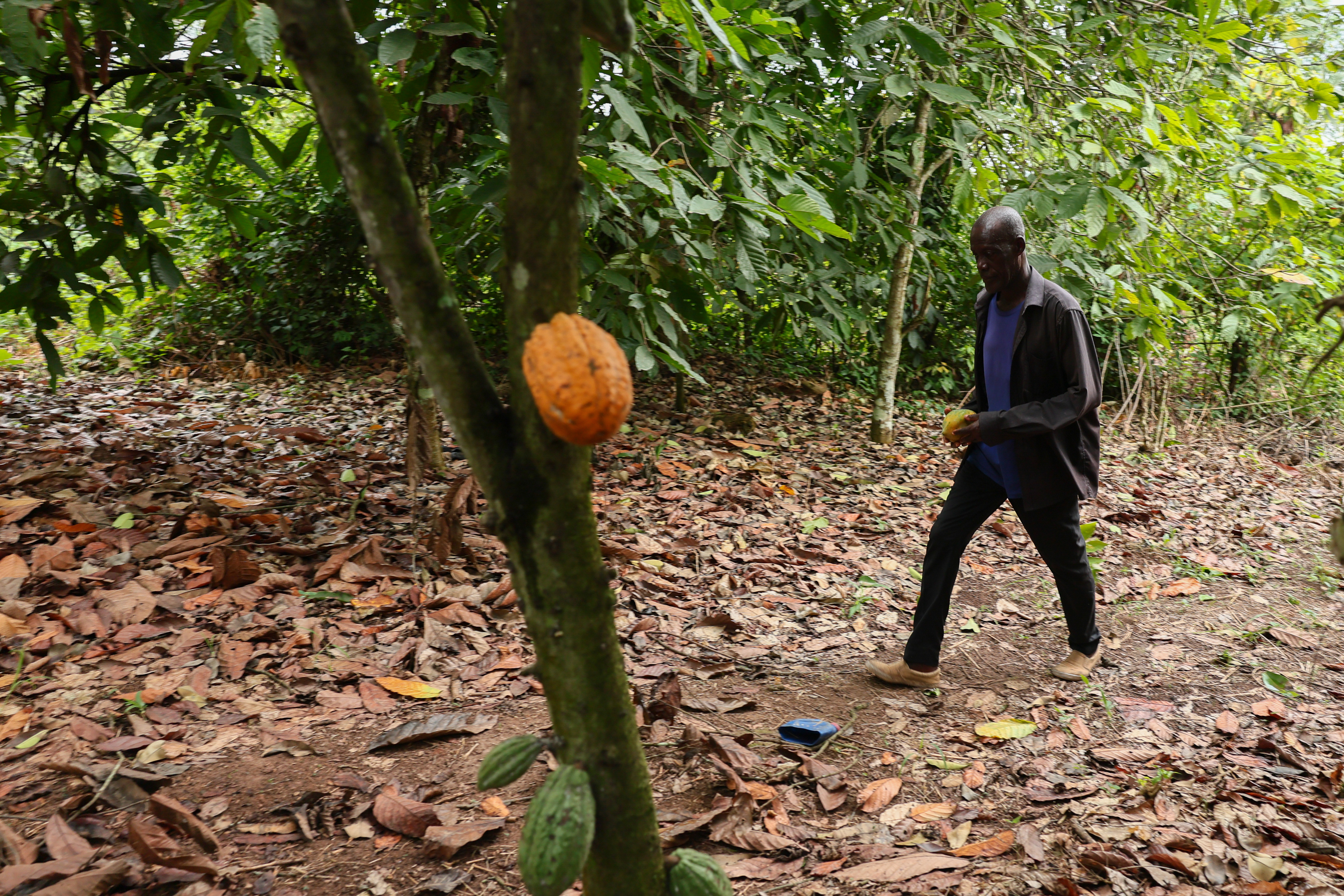 Manu Yaw Fofie, a cocoa farmer, walks through his farm in Kona, Ghana, March 6, 2026.
