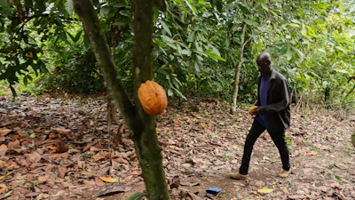 Manu Yaw Fofie, a cocoa farmer, walks through his farm in Kona, Ghana, March 6, 2026.