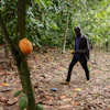 Manu Yaw Fofie, a cocoa farmer, walks through his farm in Kona, Ghana, March 6, 2026.