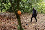 Manu Yaw Fofie, a cocoa farmer, walks through his farm in Kona, Ghana, March 6, 2026.