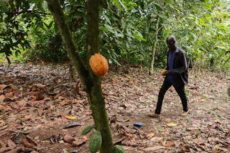 Manu Yaw Fofie, a cocoa farmer, walks through his farm in Kona, Ghana, March 6, 2026.