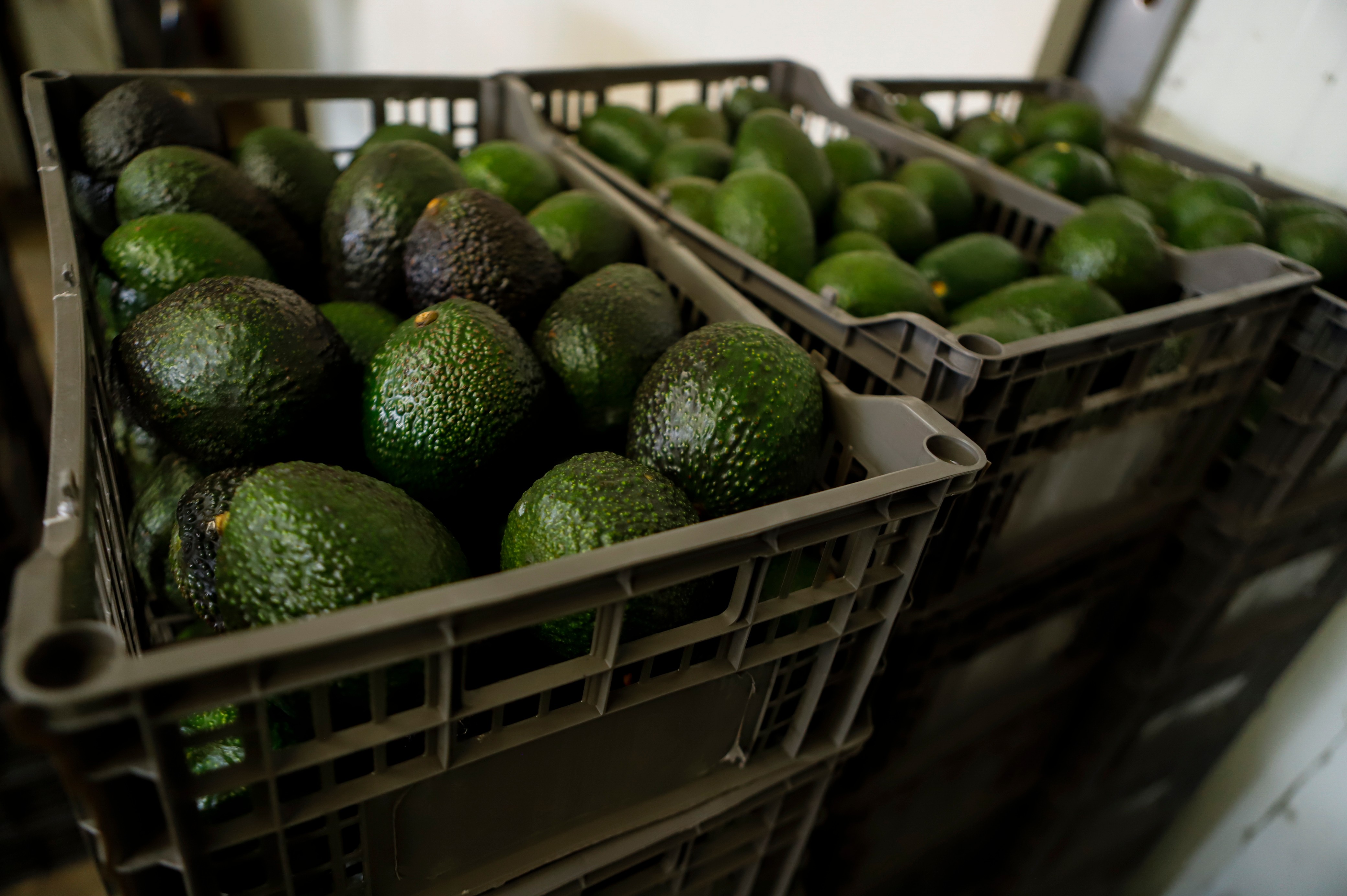 Crates of avocados wait to be processed at a packing plant in Uruapan, Mexico, Feb. 16, 2022.