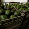 Crates of avocados wait to be processed at a packing plant in Uruapan, Mexico, Feb. 16, 2022.