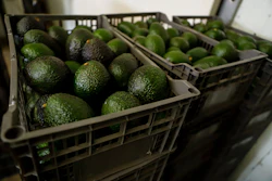 Crates of avocados wait to be processed at a packing plant in Uruapan, Mexico, Feb. 16, 2022.