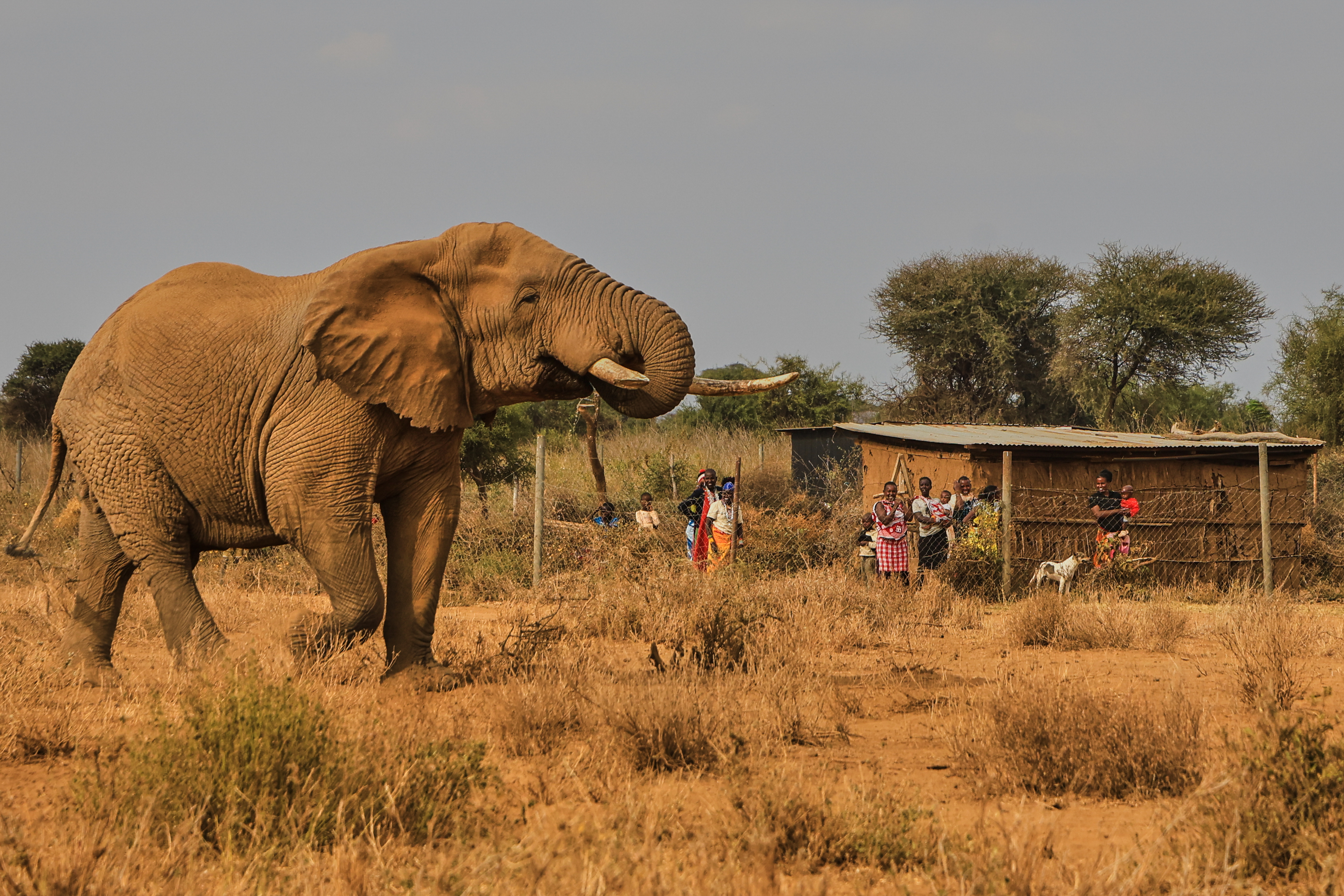 An elephant walks past a homestead in the Kitenden village near Amboseli National Park in Kenya, Aug. 6, 2026.