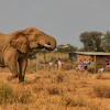 An elephant walks past a homestead in the Kitenden village near Amboseli National Park in Kenya, Aug. 6, 2026.