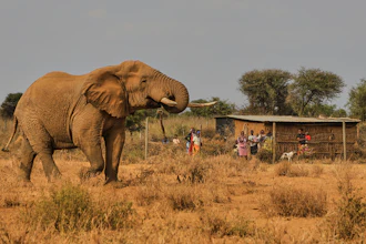 An elephant walks past a homestead in the Kitenden village near Amboseli National Park in Kenya, Aug. 6, 2026.