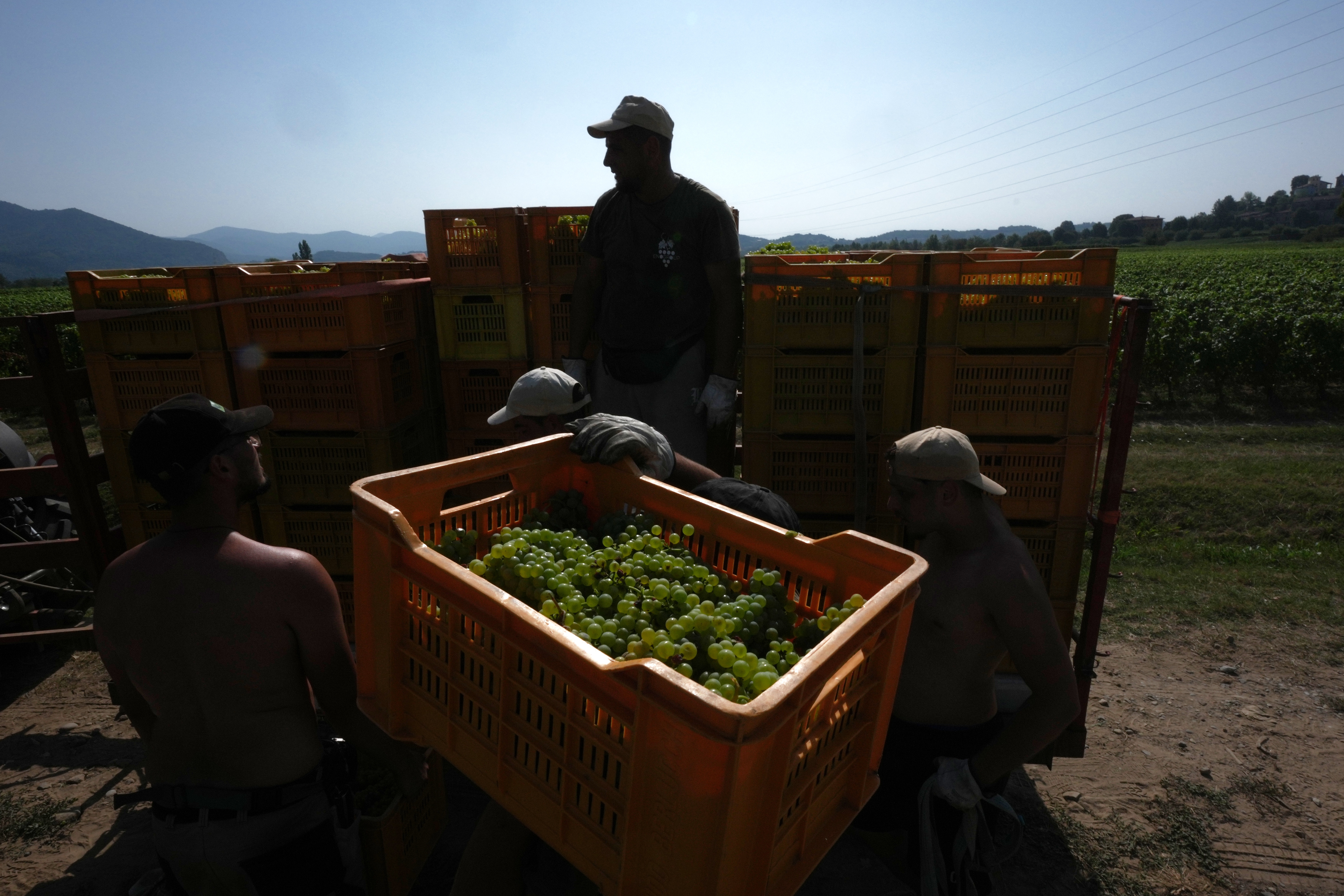 Workers unload crates of wine grapes, Corte Franca, Italy, Aug. 6, 2026.