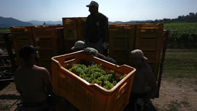 Workers unload crates of wine grapes, Corte Franca, Italy, Aug. 6, 2026.