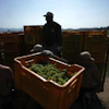 Workers unload crates of wine grapes, Corte Franca, Italy, Aug. 6, 2026.