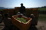 Workers unload crates of wine grapes, Corte Franca, Italy, Aug. 6, 2026.