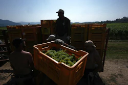 Workers unload crates of wine grapes, Corte Franca, Italy, Aug. 6, 2026.