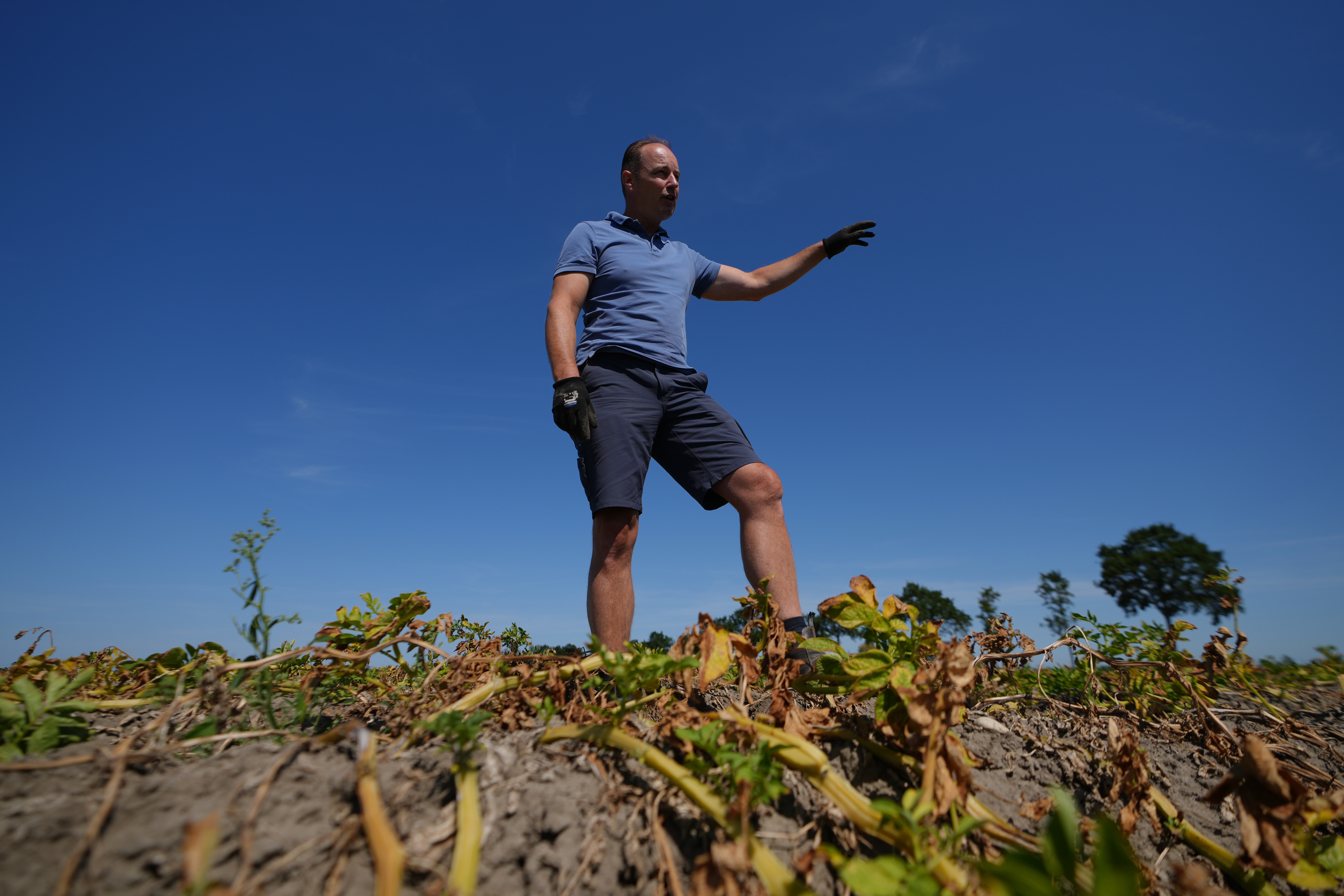 Farmer Henrik Jan ten Cate stands in his potato field, Poortvliet, Netherlands, Aug. 11, 2026.