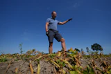 Farmer Henrik Jan ten Cate stands in his potato field, Poortvliet, Netherlands, Aug. 11, 2026.