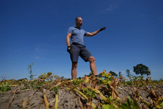Farmer Henrik Jan ten Cate stands in his potato field, Poortvliet, Netherlands, Aug. 11, 2026.