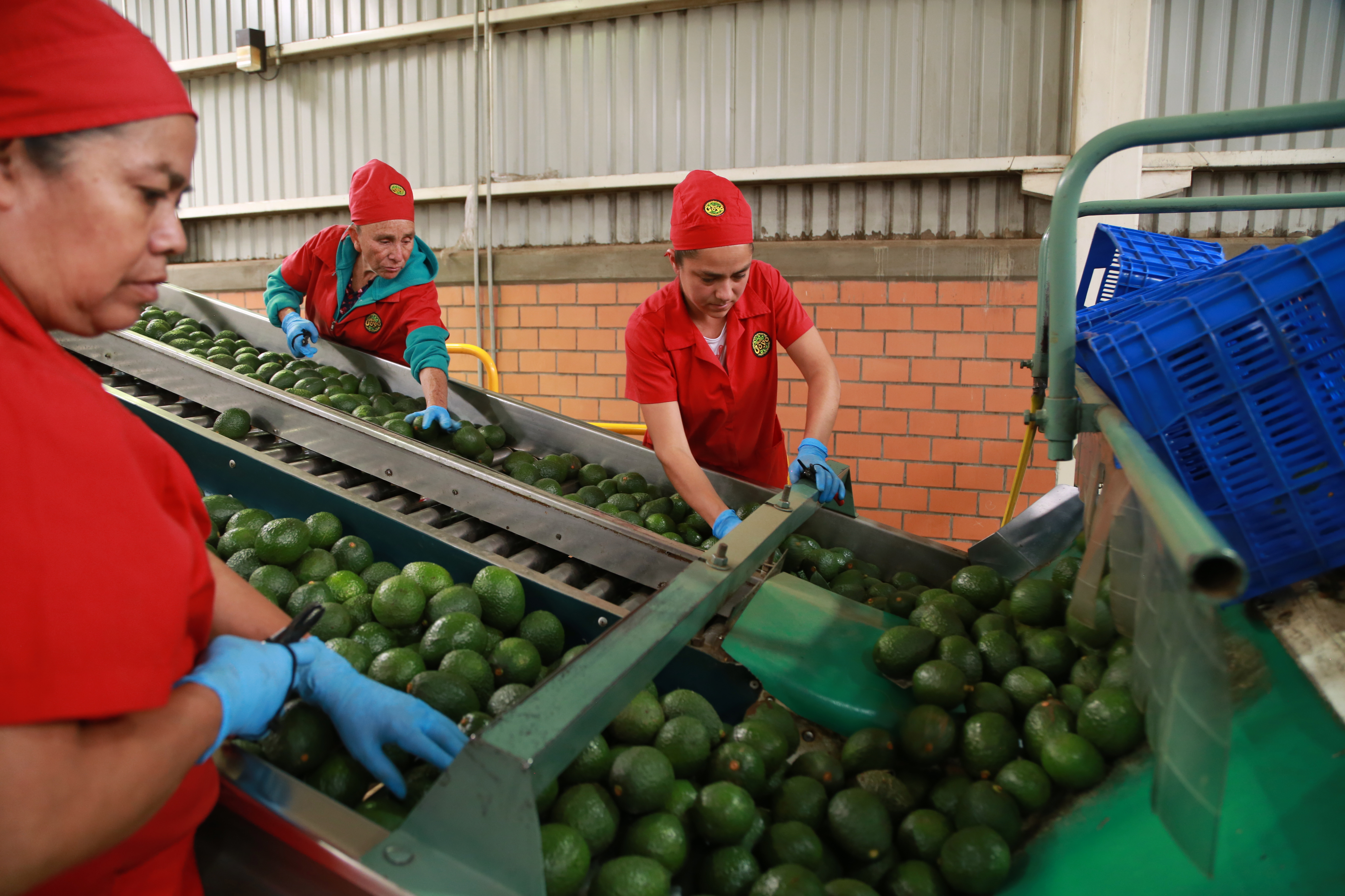 Workers sort avocados at a packing plant in Tacambaro, Mexico, Aug. 13, 2026.