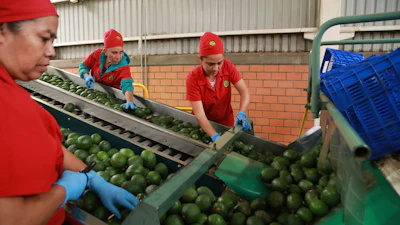 Workers sort avocados at a packing plant in Tacambaro, Mexico, Aug. 13, 2026.