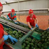 Workers sort avocados at a packing plant in Tacambaro, Mexico, Aug. 13, 2026.