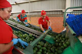 Workers sort avocados at a packing plant in Tacambaro, Mexico, Aug. 13, 2026.