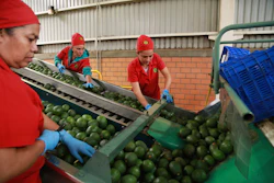 Workers sort avocados at a packing plant in Tacambaro, Mexico, Aug. 13, 2026.