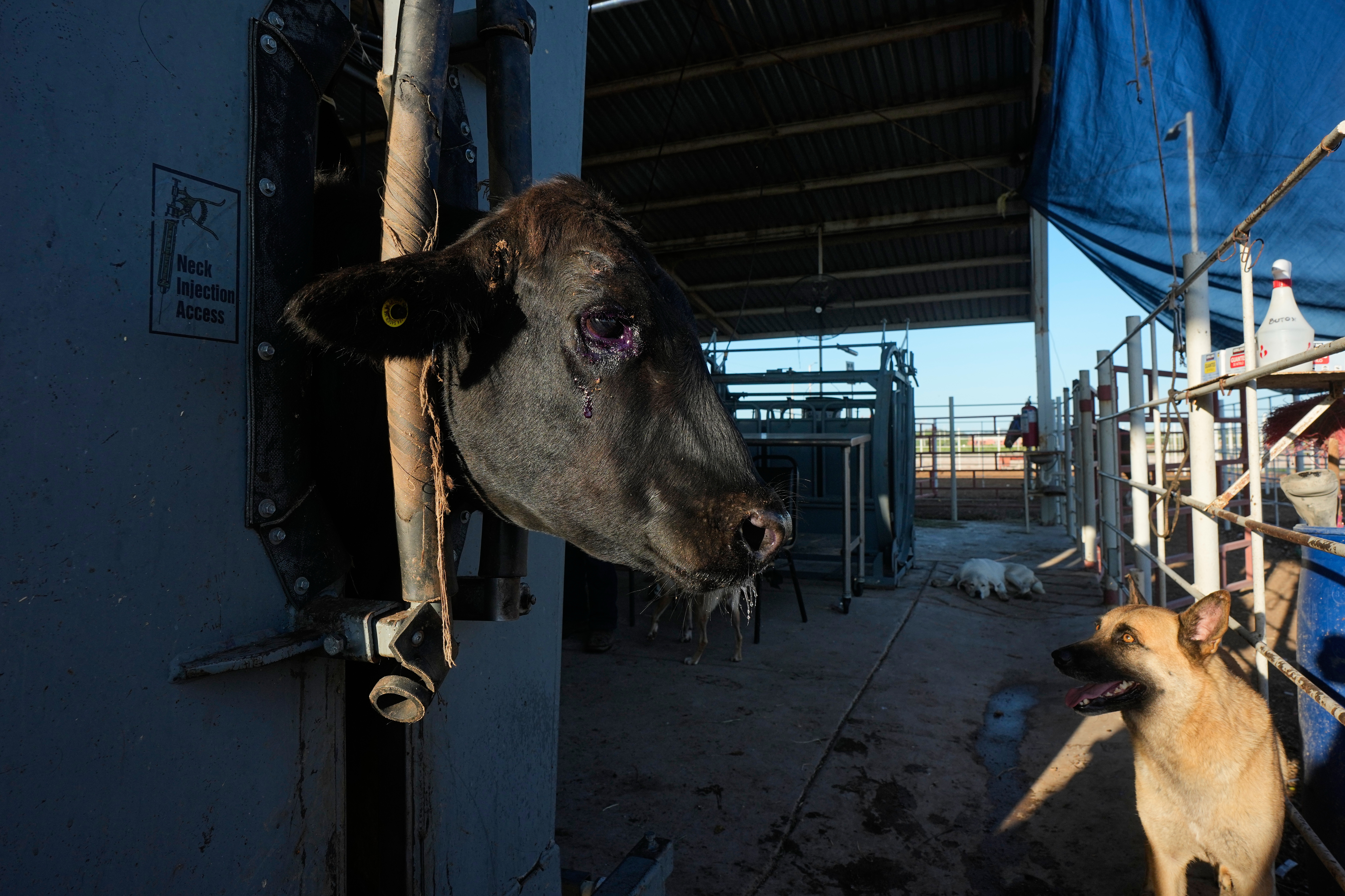 A herding dog waits as a calf is treated during an inspection at a regional cattle ranchers association in Hermosillo, Mexico, Aug. 18, 2026.