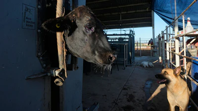 A herding dog waits as a calf is treated during an inspection at a regional cattle ranchers association in Hermosillo, Mexico, Aug. 18, 2026.