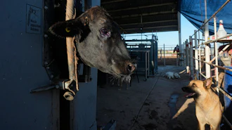 A herding dog waits as a calf is treated during an inspection at a regional cattle ranchers association in Hermosillo, Mexico, Aug. 18, 2026.