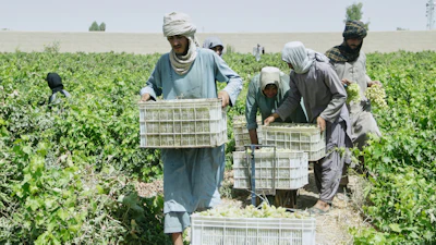 Workers collect grapes to be dried into raisins at a vineyard, Zhari district, Afghanistan, Aug. 12, 2026.