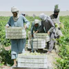 Workers collect grapes to be dried into raisins at a vineyard, Zhari district, Afghanistan, Aug. 12, 2026.