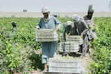 Workers collect grapes to be dried into raisins at a vineyard, Zhari district, Afghanistan, Aug. 12, 2026.