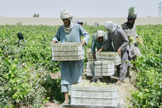 Workers collect grapes to be dried into raisins at a vineyard, Zhari district, Afghanistan, Aug. 12, 2026.