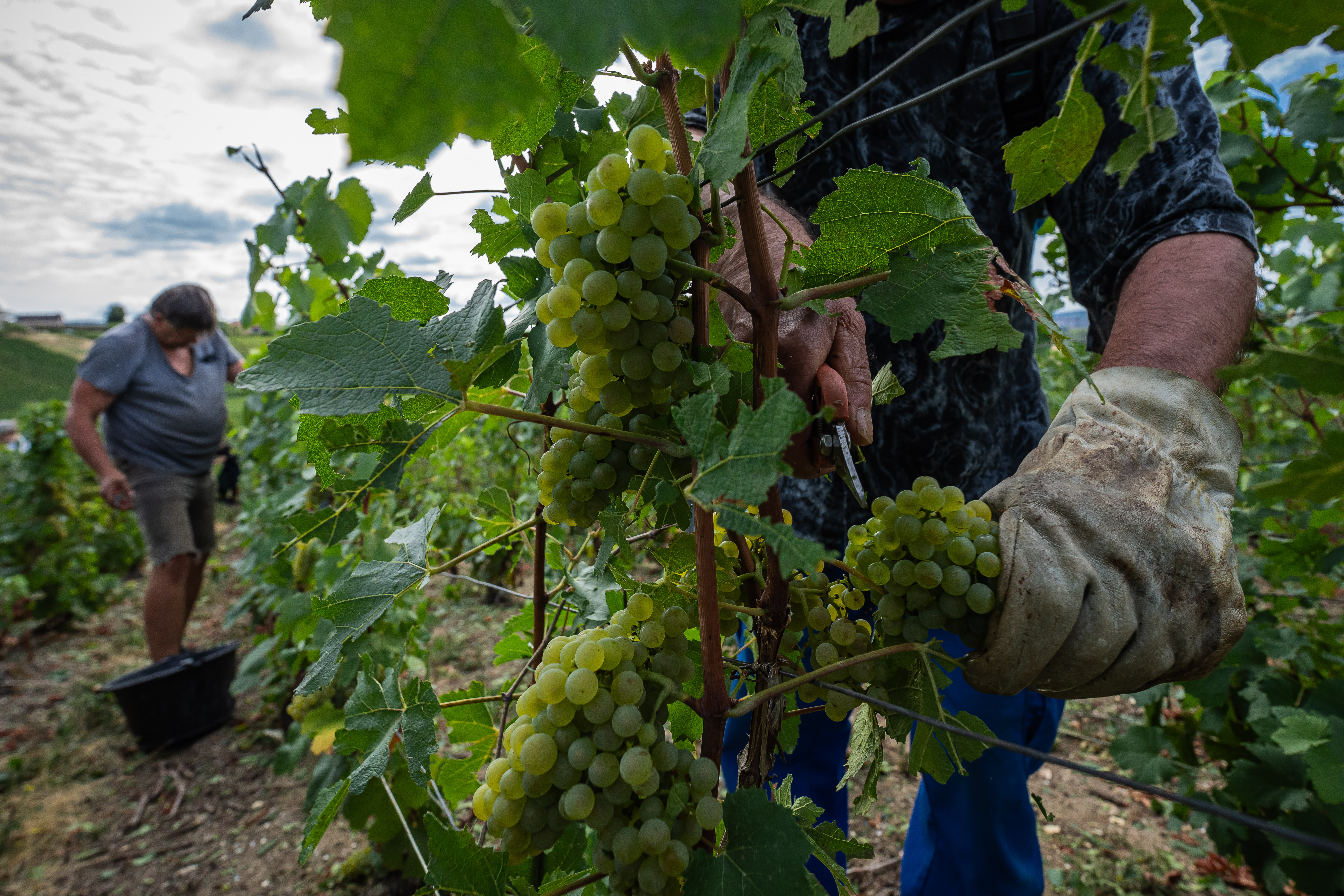 A grape-picker harvests Chardonnay grapes on a plot of the Gobillard vineyard in Hautvillers, France, Aug. 18, 2026.